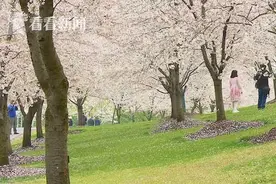 樱花似锦落英缤纷 赏花还得需要知道这些……图片