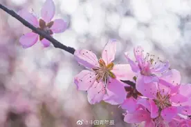 花瓣飘来的方向，那是整个春天图片