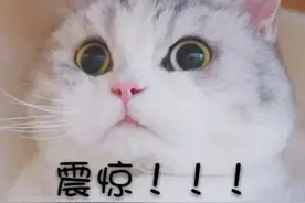 这种猫你也敢吸？男子花5万元吸猫，结果被刑拘图片