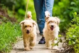 流浪狗有家了，4月1日起蒙自启用犬只收容站，还可办理领养！图片