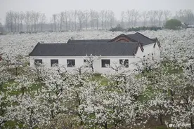 枣庄：刘村梨园风景区数千亩梨花竞相开放 (/4)图片
