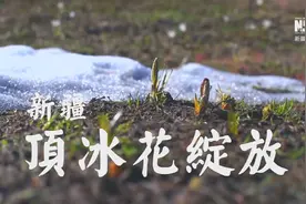 新疆顶冰花开“报春”来图片