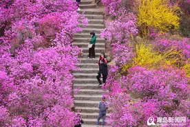 大珠山杜鹃花渐次开放！踏青赏春正当时图片