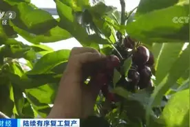 一天卖出超30万斤！看看这里的水果如何对抗滞销？图片