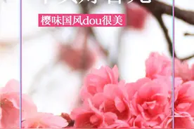 不负好春光 这周末来抖音看圆通山樱味国风直播图片