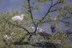 “百鸟朝凤”奇观！泸州这棵百年沙泡树上，竟住着成百上千只“精灵”图片