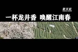 浙江：一杯龙井茶 唤醒江南春视频封面