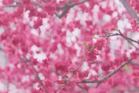 “云赏花”| 寻梦桃花源，一颗桃核引千年因缘图片