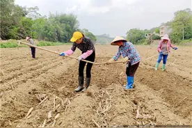 浦北县：农民种植糖蔗忙 增收致富有奔头图片