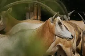 春暖花开，快来看疫情复工后生机勃勃的美丽动物世界图片