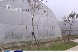 上海嘉定大棚小龙虾开捕了，游客可赏景垂钓，感受田园风光视频封面