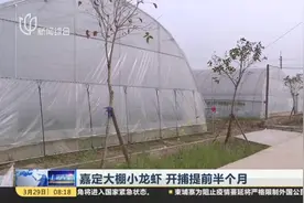 上海嘉定大棚小龙虾开捕了，游客可赏景垂钓，感受田园风光视频封面