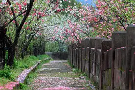 最美不过桃花雨图片