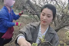 骨朵变成梨花茶！阳信梨农增收多了新“花样”图片