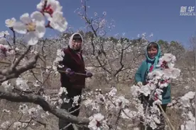 满山皆春色  花间授粉忙视频封面