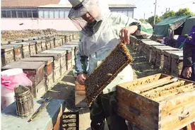 追花养蜂高国华：乐在其中酿蜜甜图片