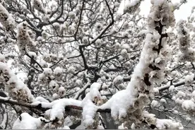 今天河南这些地方又下雪了，气象部门说：不是好事图片