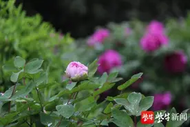 快讯！镇江“城市绿肺”南山，30日起恢复开放图片