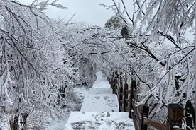 飞雪迎春 光雾山雪松冰挂美轮美奂视频封面