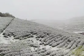 一场“桃花雪”茶农“很受伤”溧阳植保无人机“扫雪护茶”图片