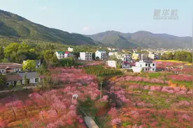 江西横峰：灿若云霞映乡村 桃源盛景入画来视频封面