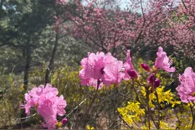 珠山秀谷花开正盛 西海岸温馨巴士加密班次助力市民赏花游玩图片