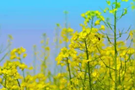 蓝田这处油菜花海美极了！正值花期，安排上图片
