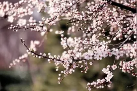 花都开好了图片