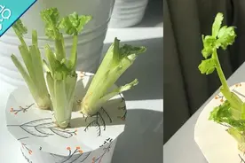 豆瓣抠组火了！想不到省钱竟然如此快乐丨夜听双语图片