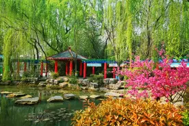 郑州公园广场桃花绽放，进入盛花期图片