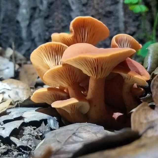 世界上最奇葩的十种植物，歹毒与伪装的王者