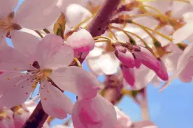 又到樱花季！​青岛最全赏花地图+花期预报来了…图片