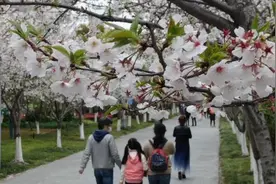 上海高东樱花园，花期正旺人气高视频封面