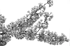 樱花开了图片