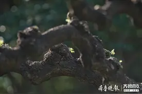 春来老树发新芽图片