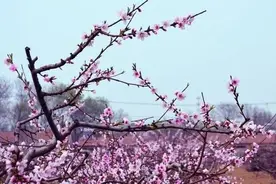 「欣语」风雨三十年桃花依旧图片