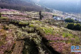 在那桃花盛开的地方图片
