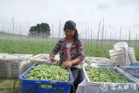 陆良大莫古镇土地流转流出产业振兴“加速度”图片