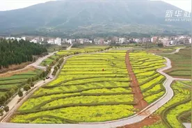 油菜花开入画来视频封面