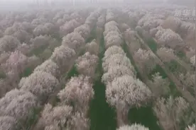 新疆近百万亩巴旦木花竞相绽放视频封面