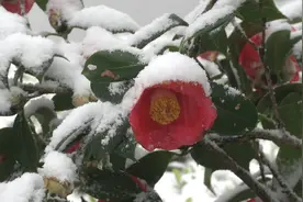九华山：三月飘落“桃花雪”视频封面