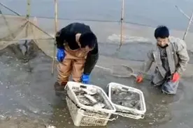 汉产鳊鱼上市货少价不贵，4月中旬有望更实惠图片