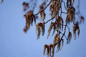 “春吃芽”系列之四：白癜风患者可以吃梧树芒吗？图片