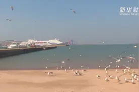 和海鸥一起 感受春天视频封面