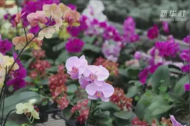 河南潢川：花木“种”出致富路视频封面
