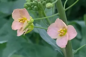 江西农业大学培育出彩色油菜花，已进入示范推广阶段图片