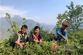 老姆登：高山雪茶富农家图片