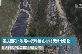 重庆酉阳：发展中药种植 山村村民实现就地增收视频封面