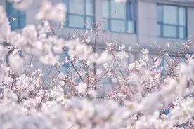 7号线顾村公园站周末客流仅为往年樱花节两成，15号线未来开通后也有顾村公园站图片