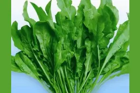 金朋朋‖梦中的野菜（清明思亲征文99）图片